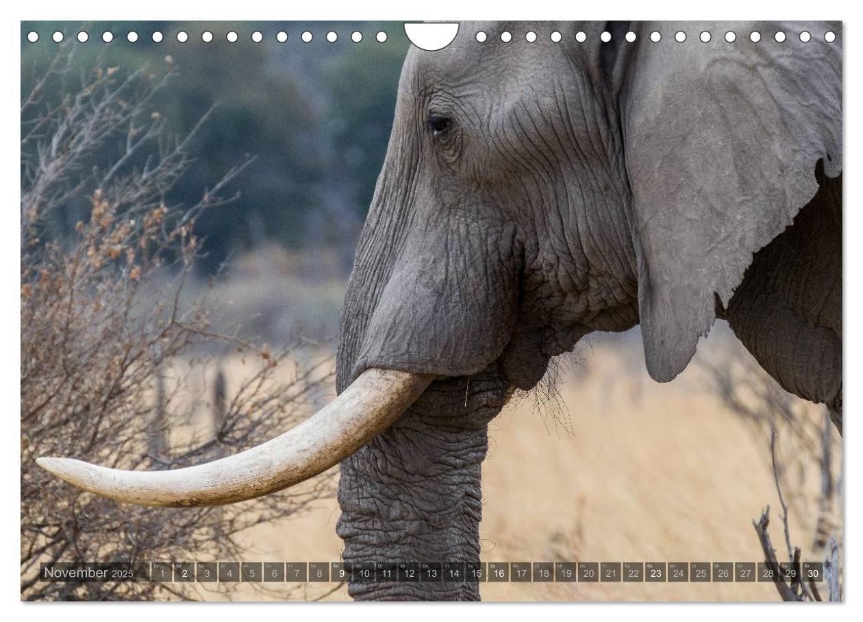 Bild: 9783435725748 | Botswana ¿ Landschaft und Tierwelt (Wandkalender 2025 DIN A4 quer),...