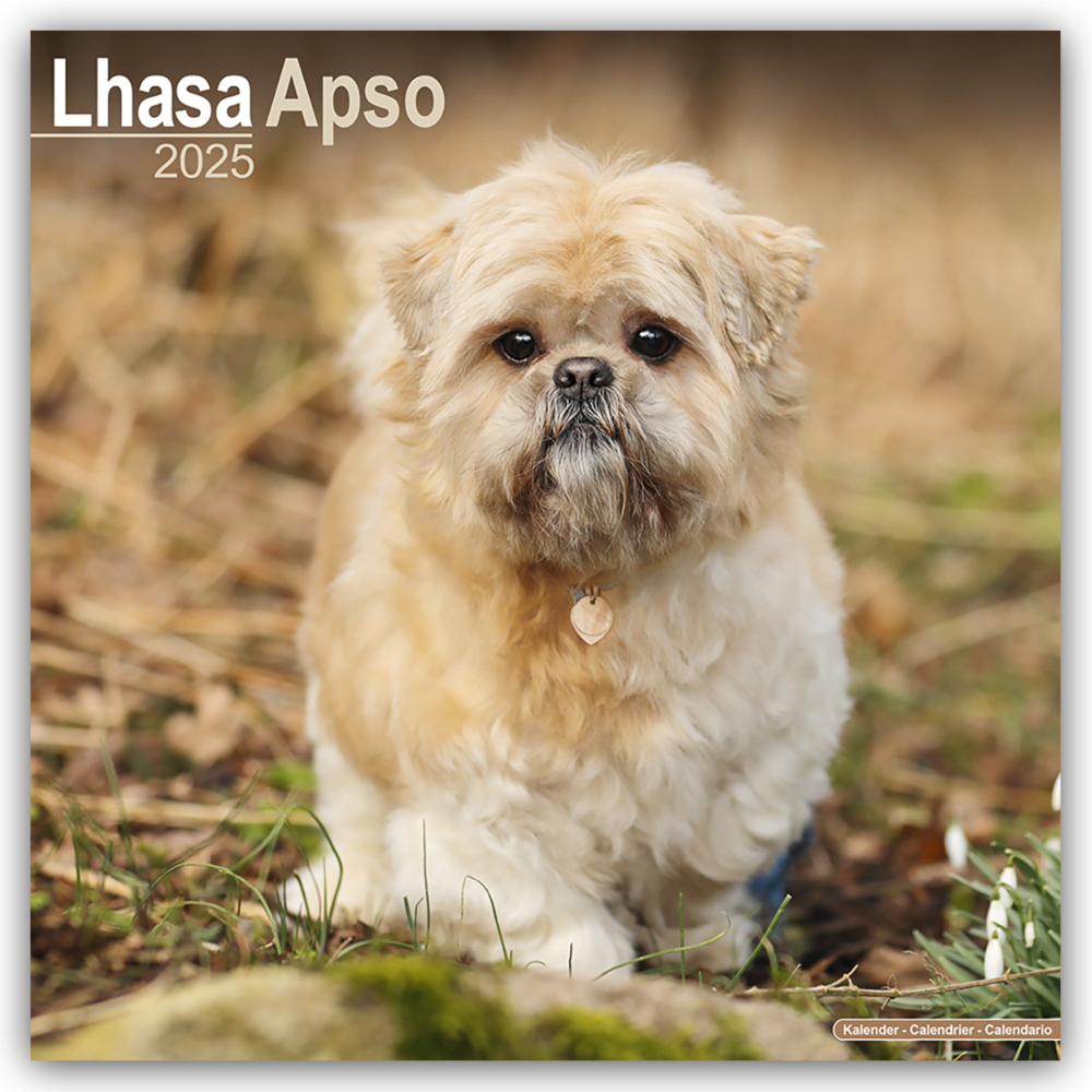 Cover: 9781804603659 | Lhasa Apso - Lhasaterrier 2025 - 16-Monatskalender | Ltd. | Kalender