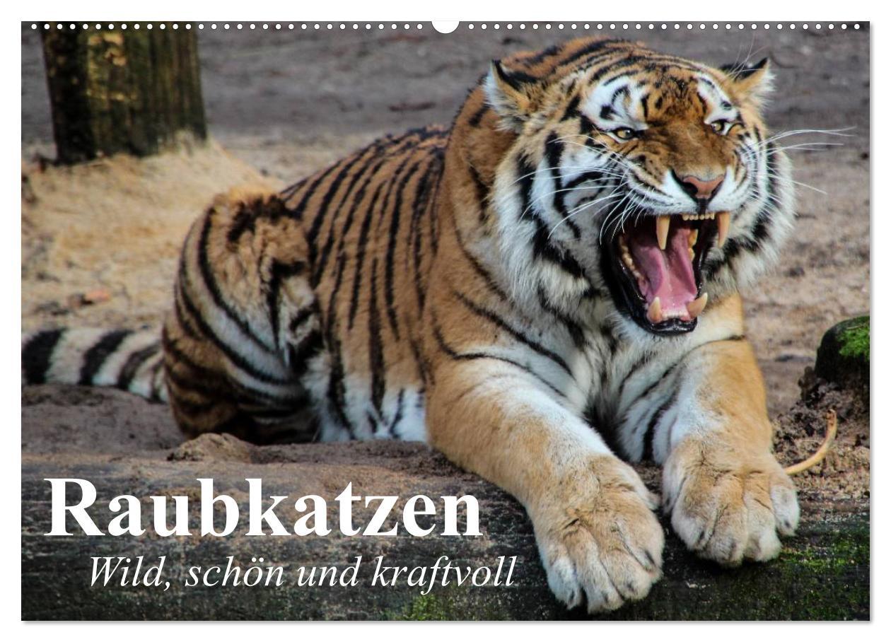 Cover: 9783435719440 | Raubkatzen. Wild, schön und kraftvoll (Wandkalender 2025 DIN A2...